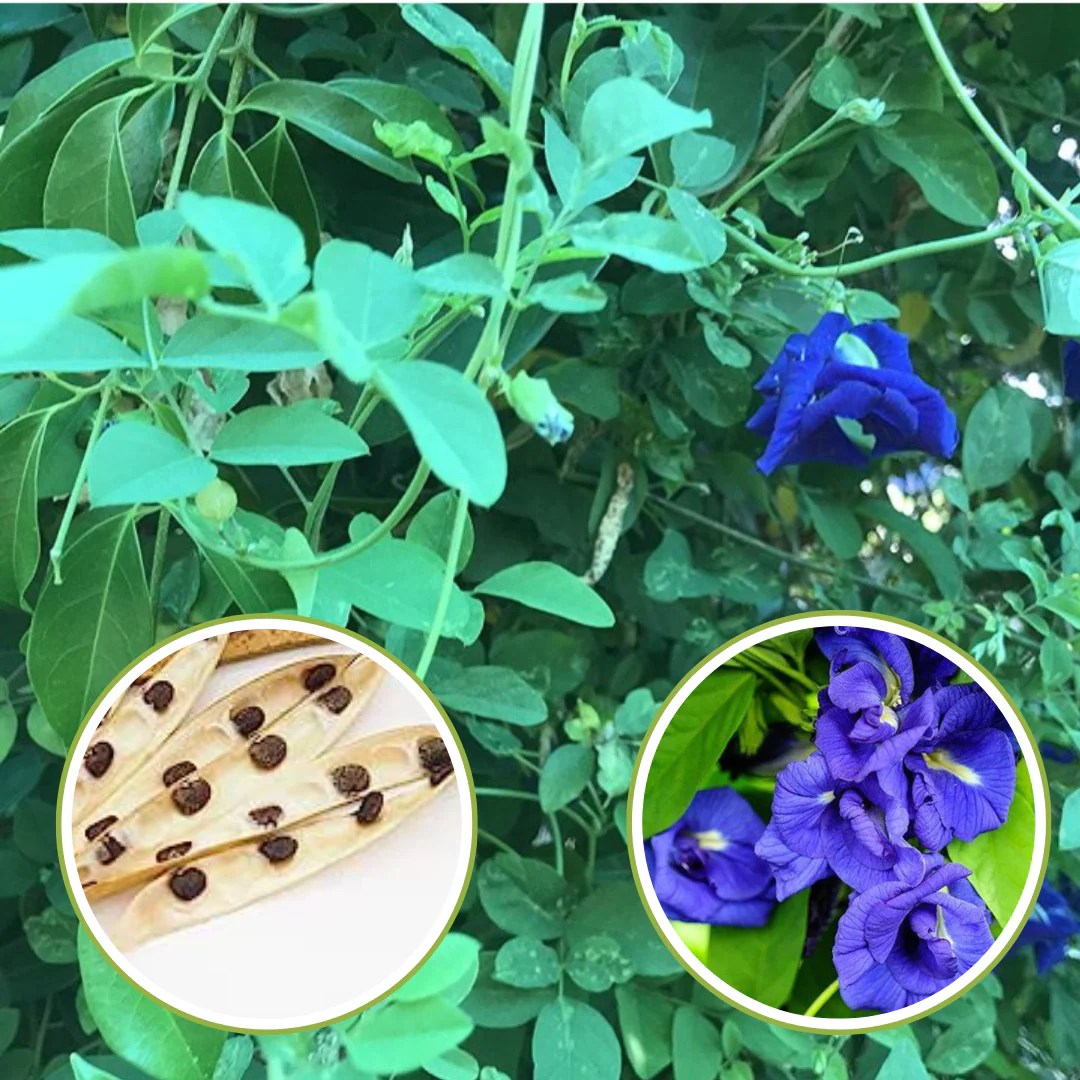 Blue Butterfly Pea Plant Care mogcsp.gov.lr