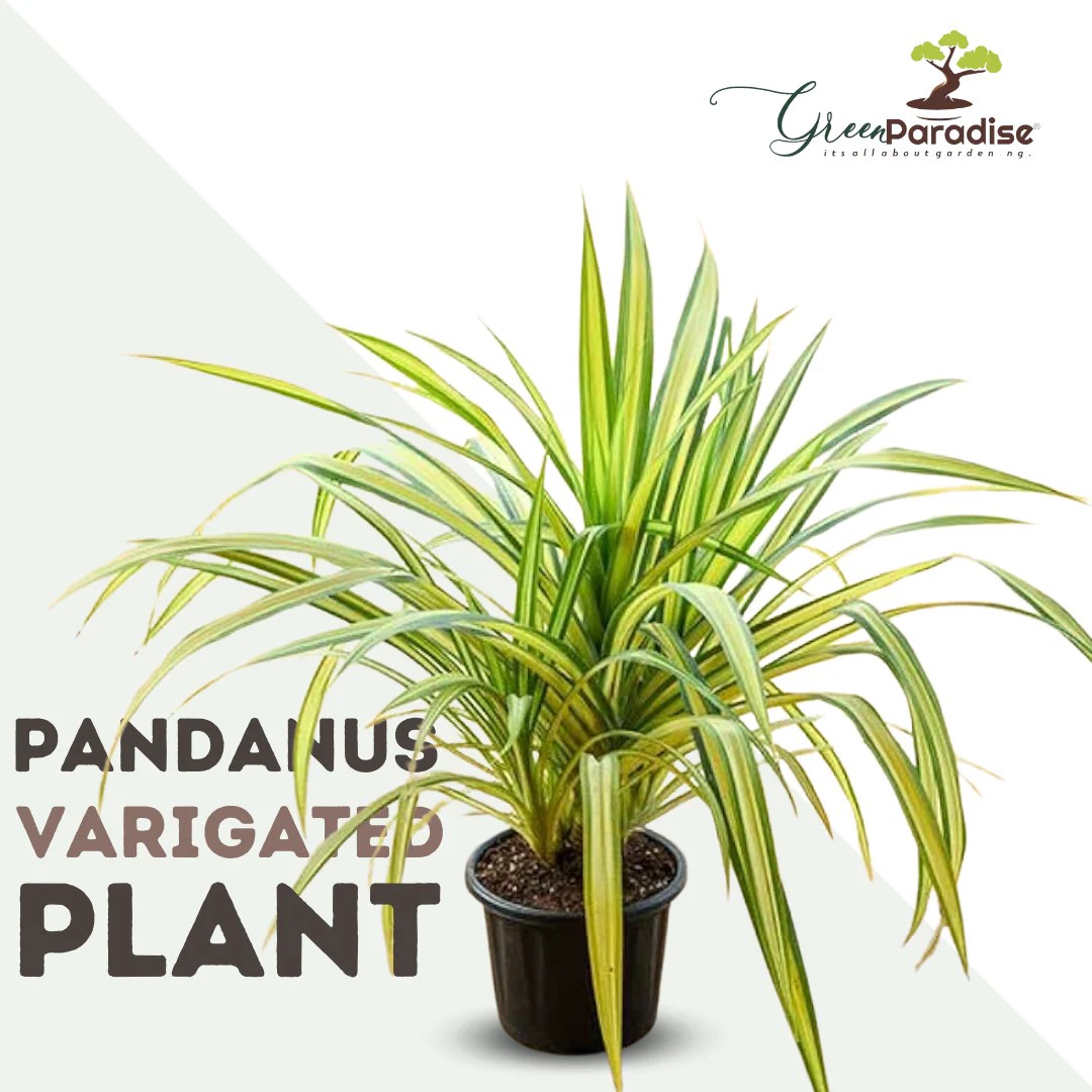 Pandanus Variegated (Golden) Indoor Live Plant GreenParadiseLive