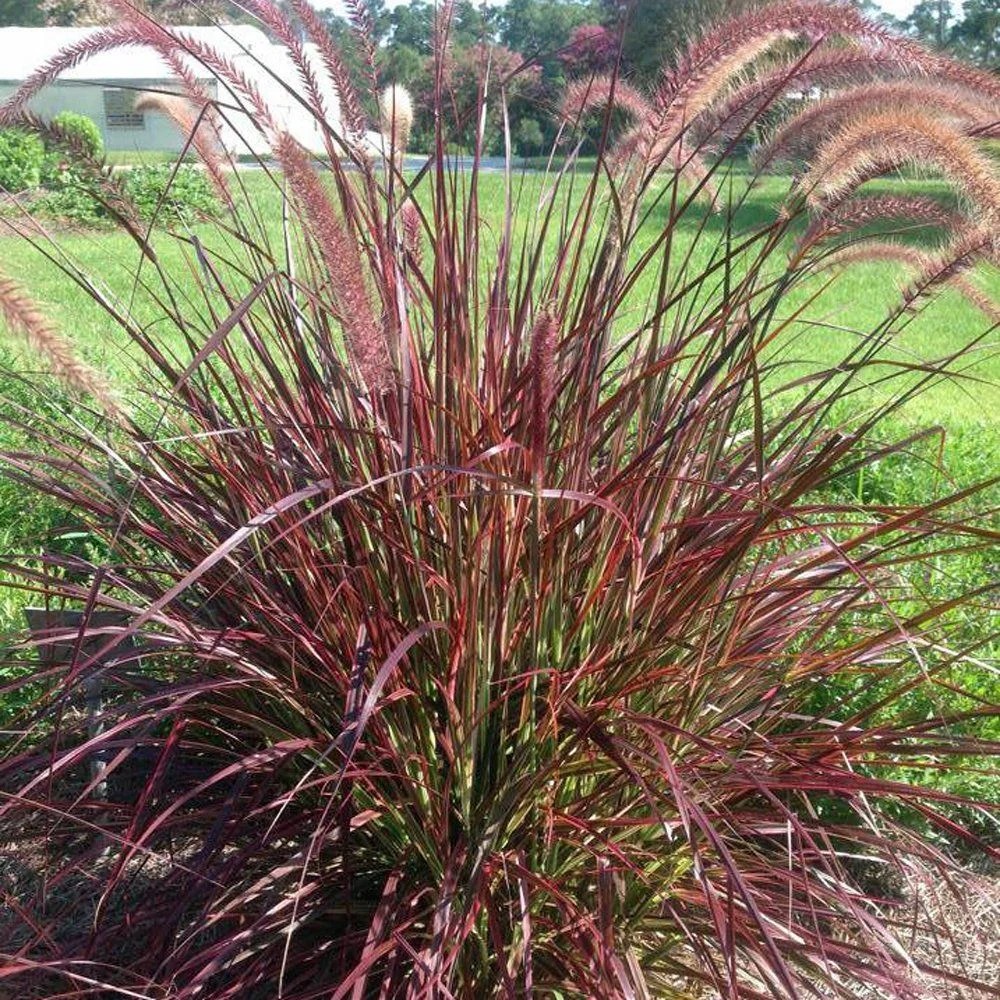 Fountain grass red Greens Park Nursery