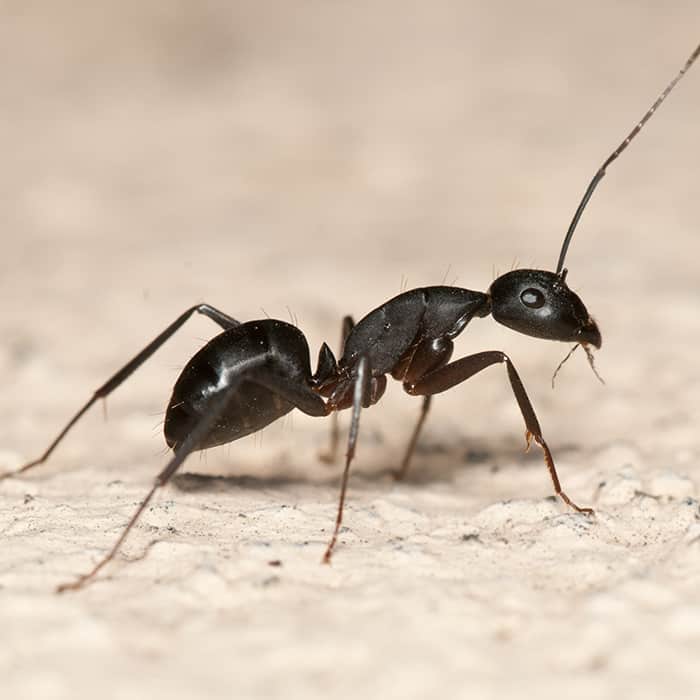 Research Carpenter Ant Green Pest Services