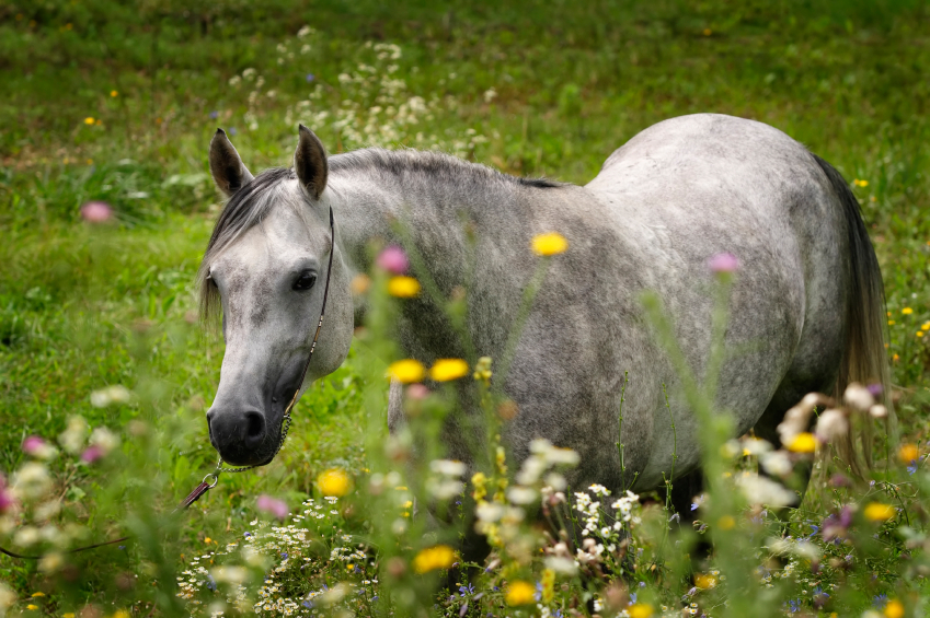 Respiratory Problems for horses Greenpet