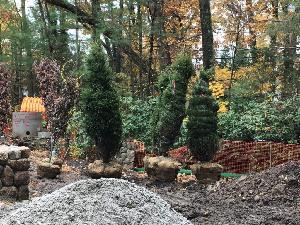 Landscaping Green Phoenix