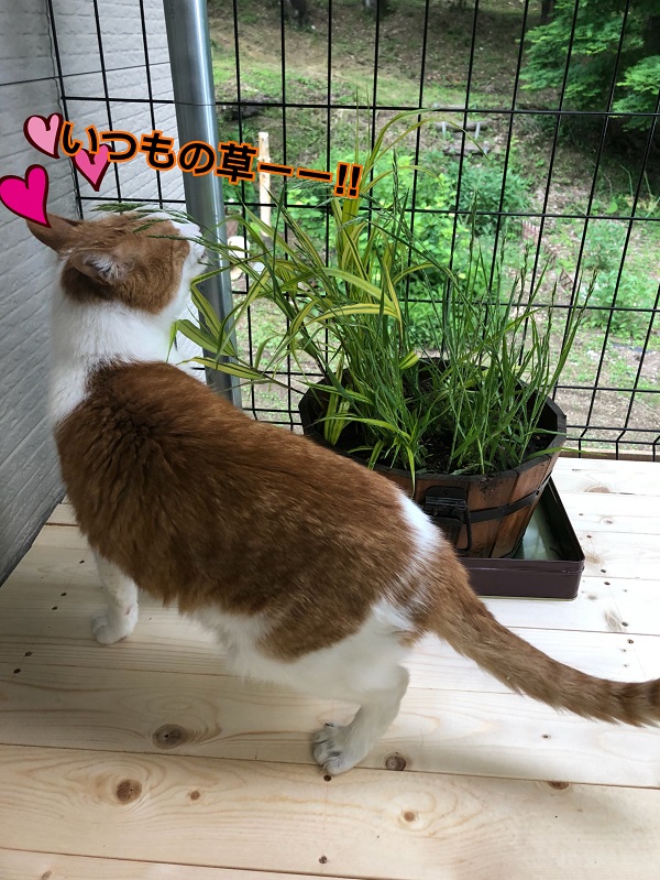 家猫用ベランダついに完成！にゃんこ大満足のくつろぎスペース 