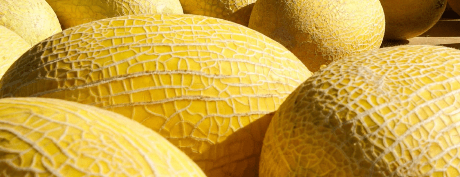 Hami Melon GreenPoint