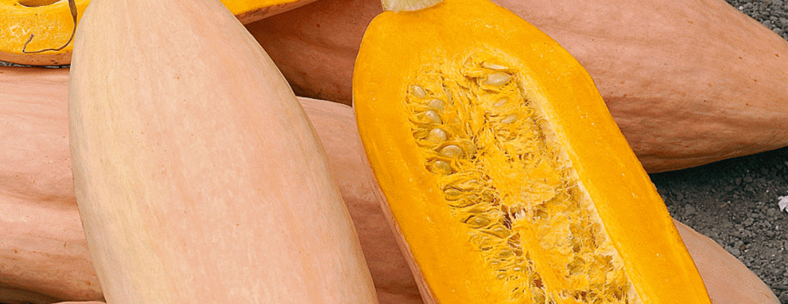 Banana Squash GreenPoint