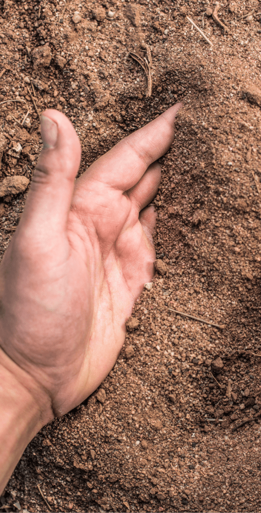 Mexican Fields, The Best Lands For Agricultural Production GreenPoint