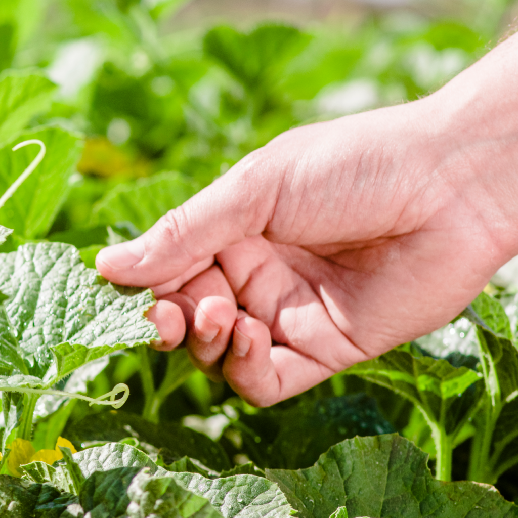 Mexican Fields, The Best Lands For Agricultural Production GreenPoint