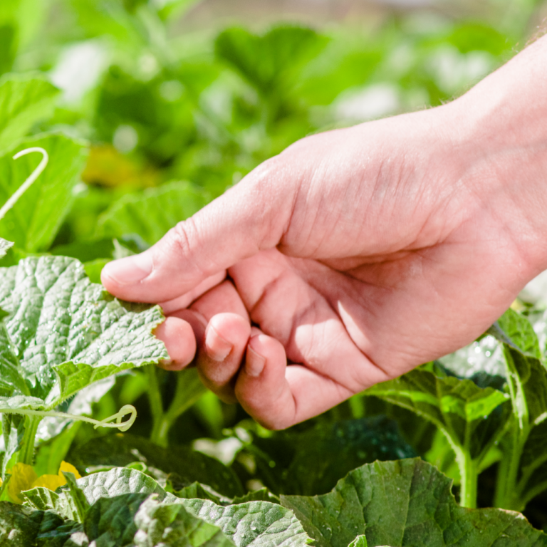 Mexican Fields, The Best Lands For Agricultural Production GreenPoint