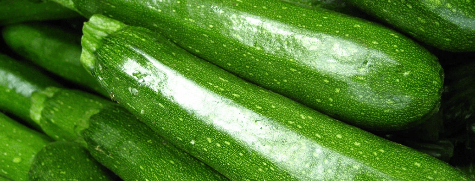 ZuccinniItalianSquash GreenPoint