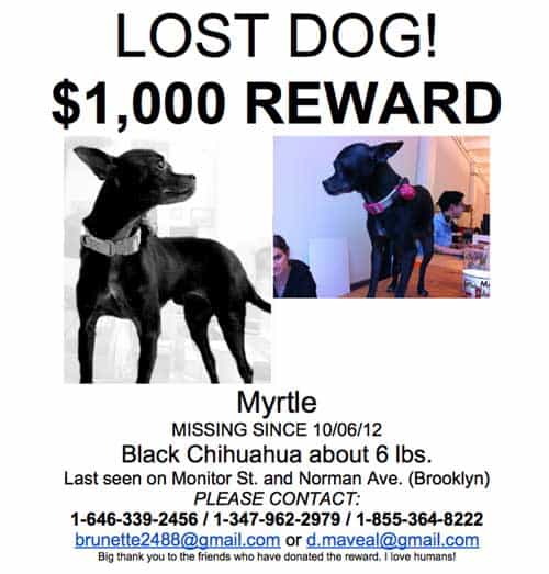 found black chihuahua