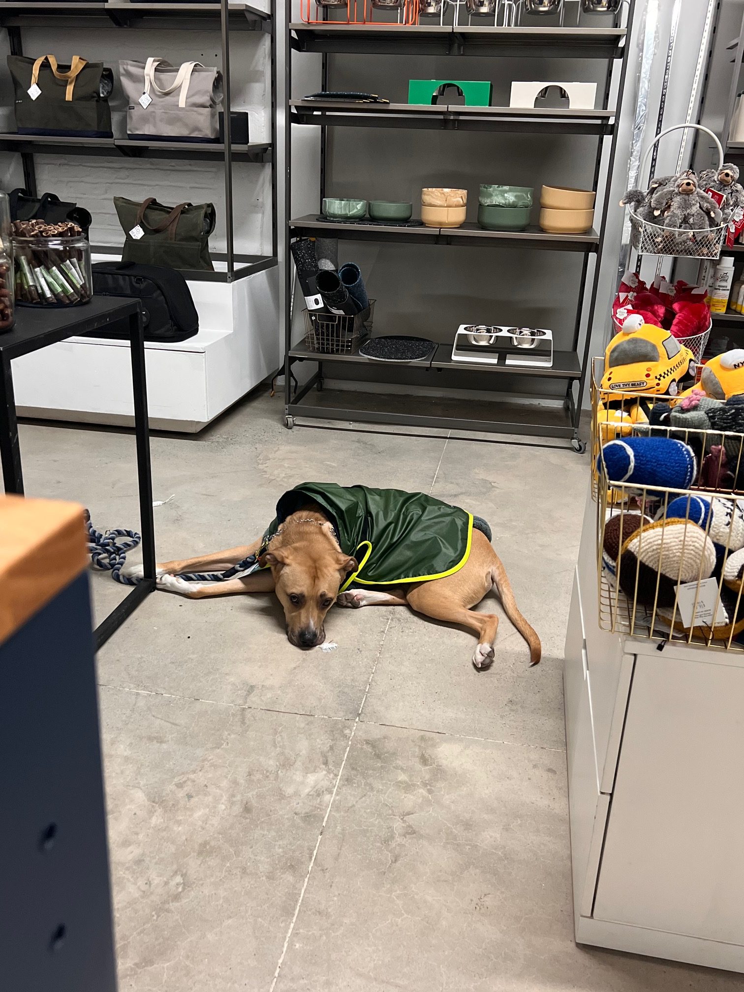 LoveThyBeast, a New Pet Store, Opening in Williamsburg Greenpointers