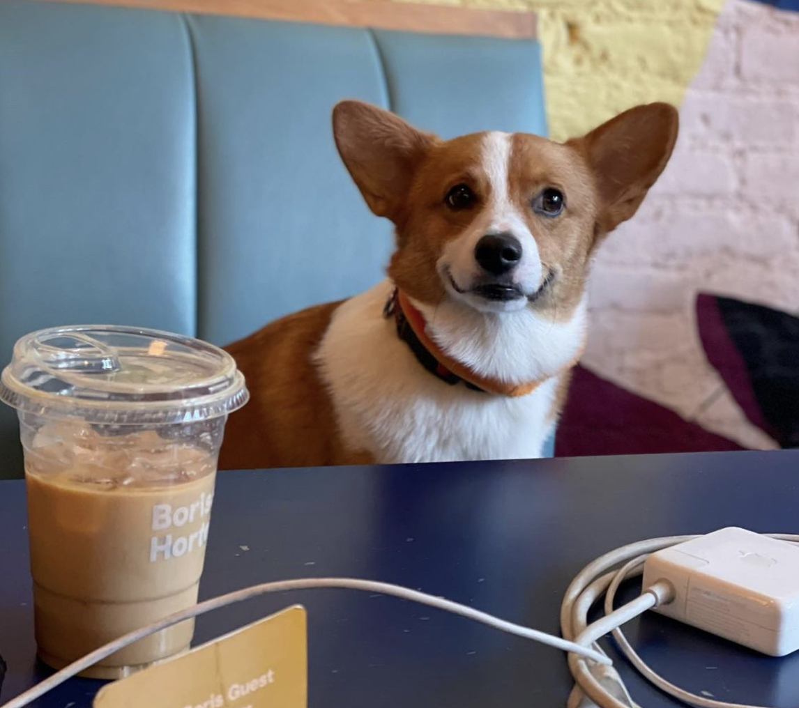 Williamsburg's DogFriendly Cafe Boris & Horton Asking for Community's