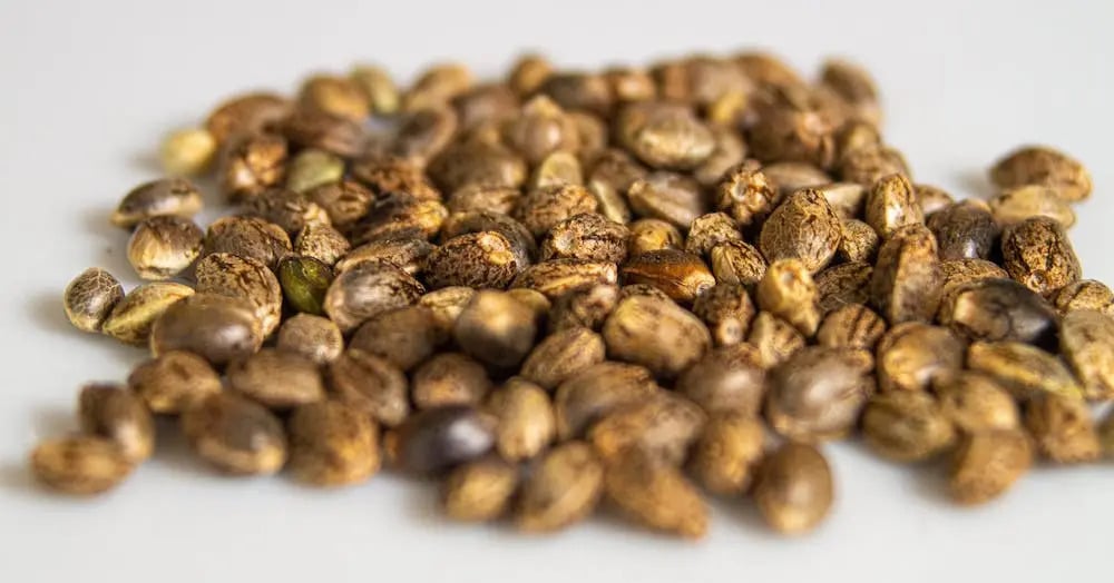 Do Feminized Plants Produce Feminized Seeds?