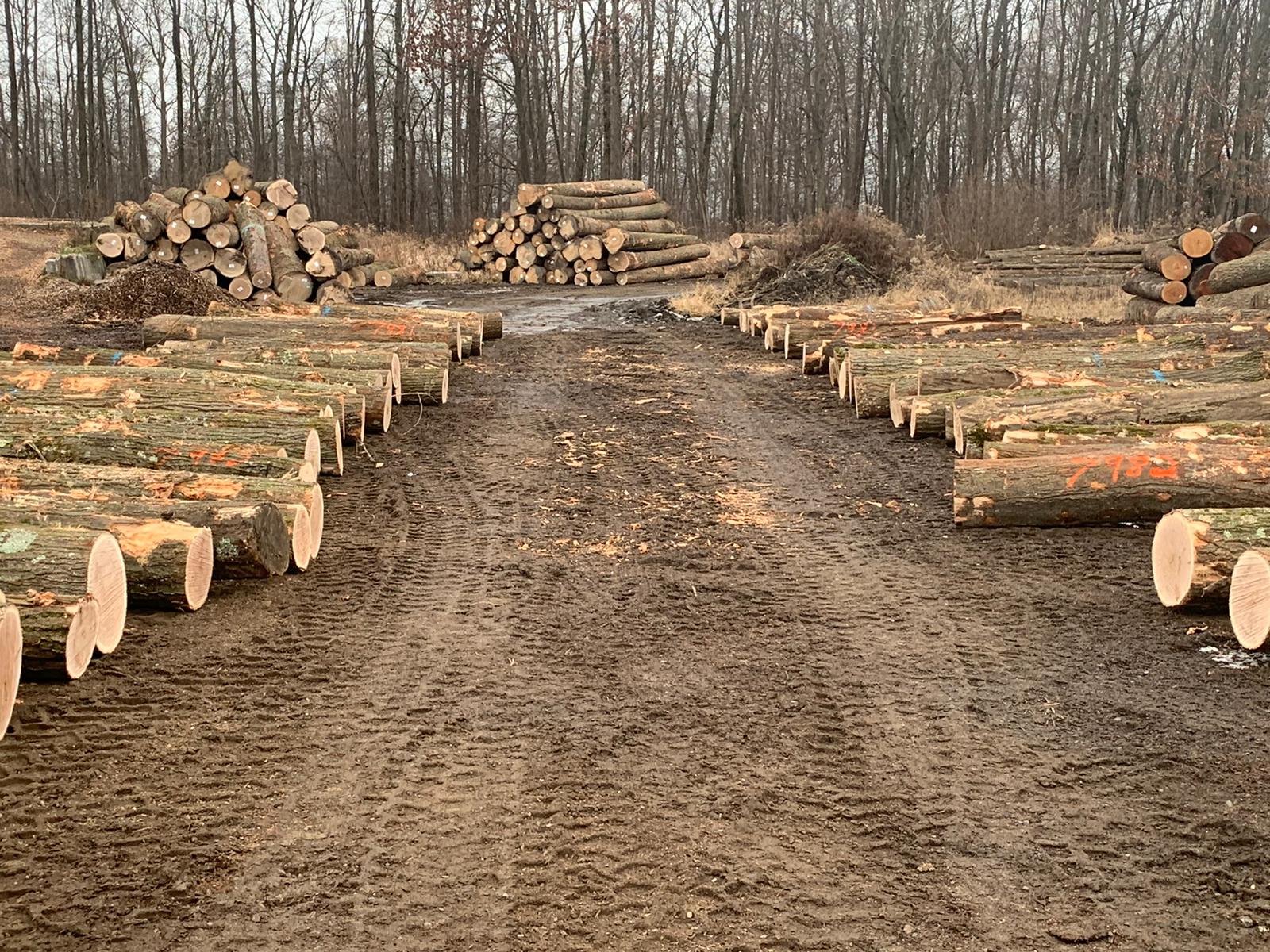 Things to Look for in a Timber Company Green Ridge Forest Products