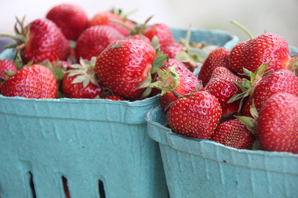 Fresh Picked Strawberries