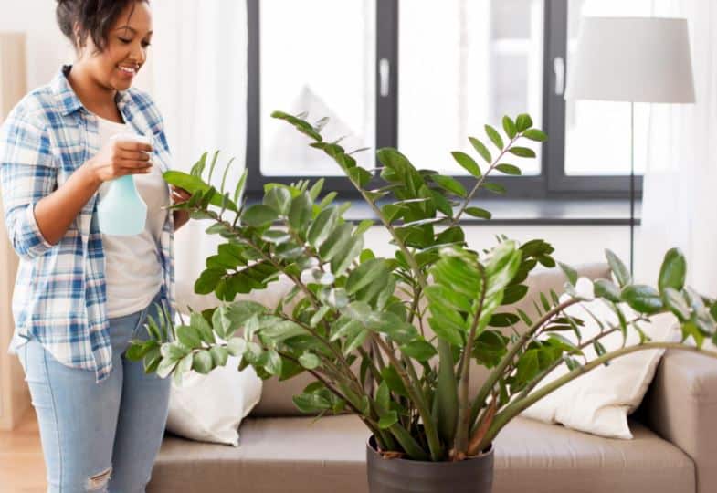 11 LowMaintenance House Plants To Get This Spring GreenRipeGarden