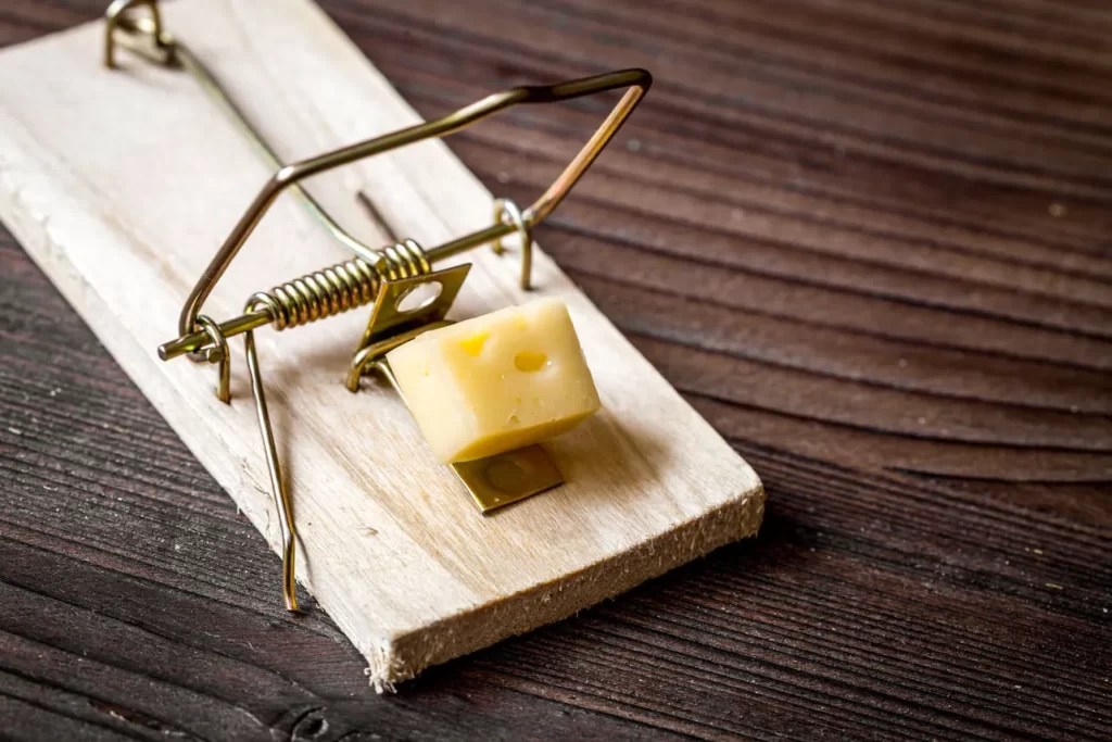 12 Best Baits for Rat Traps Green Rodent Restoration