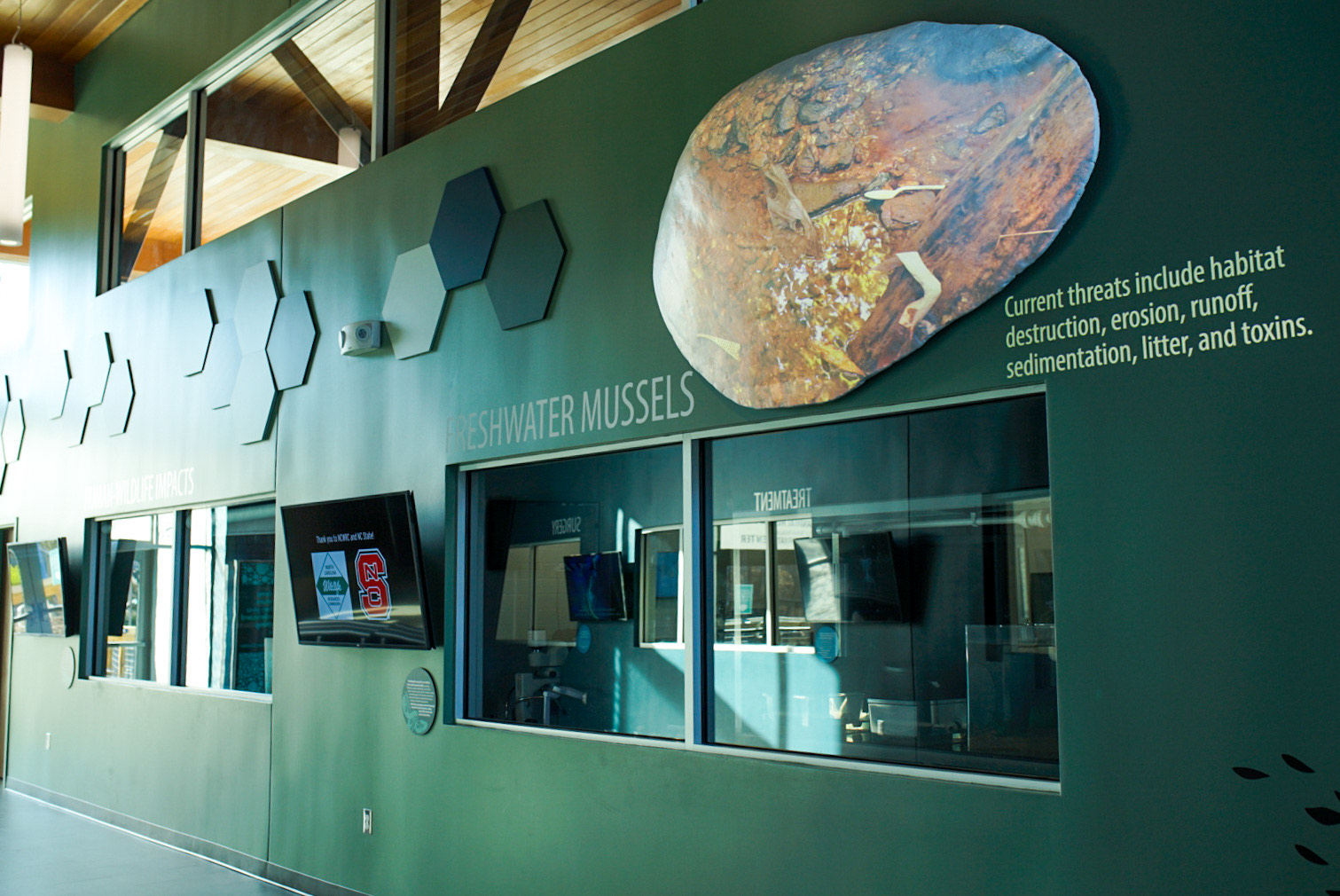 Freshwater Mussels Cause a Stir at GSC Greensboro Science Center