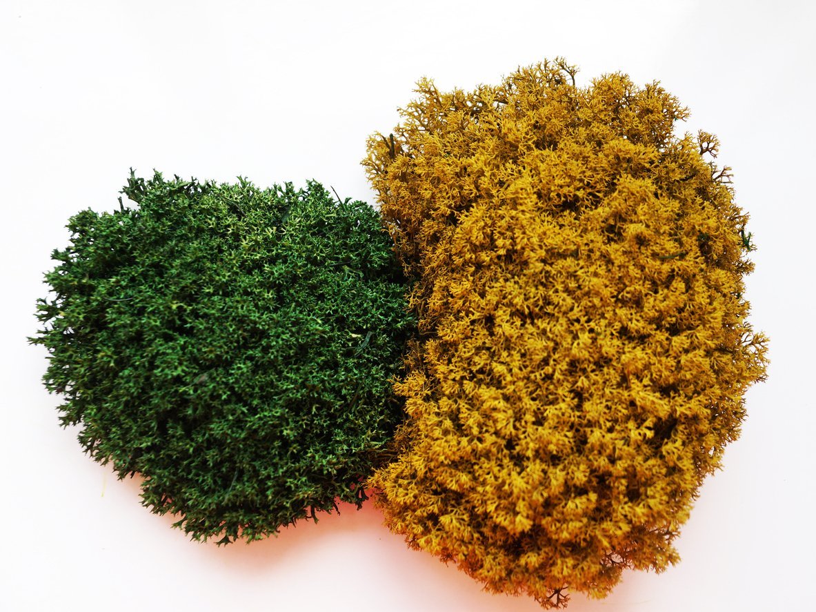 How to Care for Preserved Moss Walls Greenscape Design & Decor