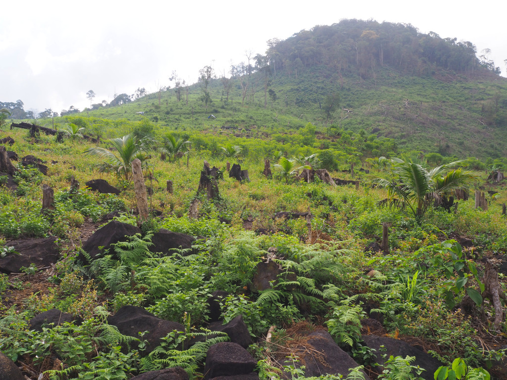 Policy briefs Green Scenery