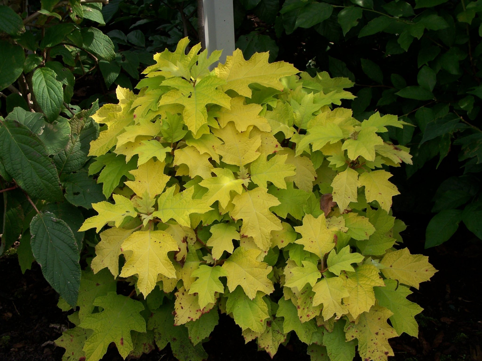 Hydrangea quercifolia ‘Little Honey’ ® Greenseasons