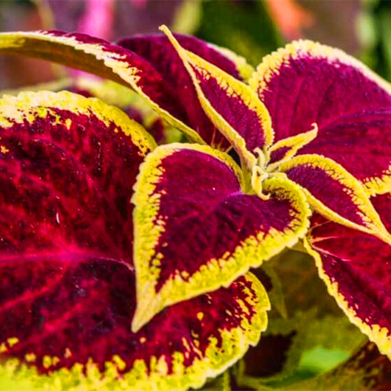 Rare Coleus Seeds, 100 pcs/pack GreenSeedGarden