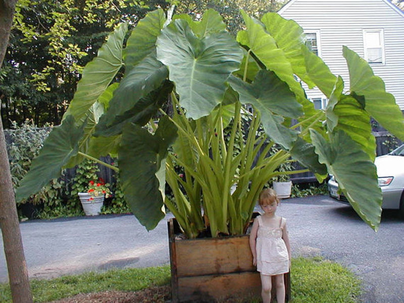 Giant Elephant Ear Plant Seeds, Colocasia Gigantea Seeds
