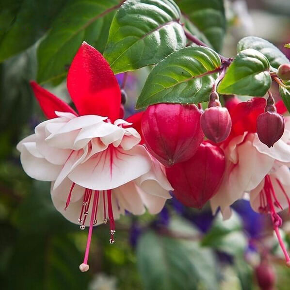 MultiVarieties Fuchsia Flower Seeds, 100pcs/pack GreenSeedGarden