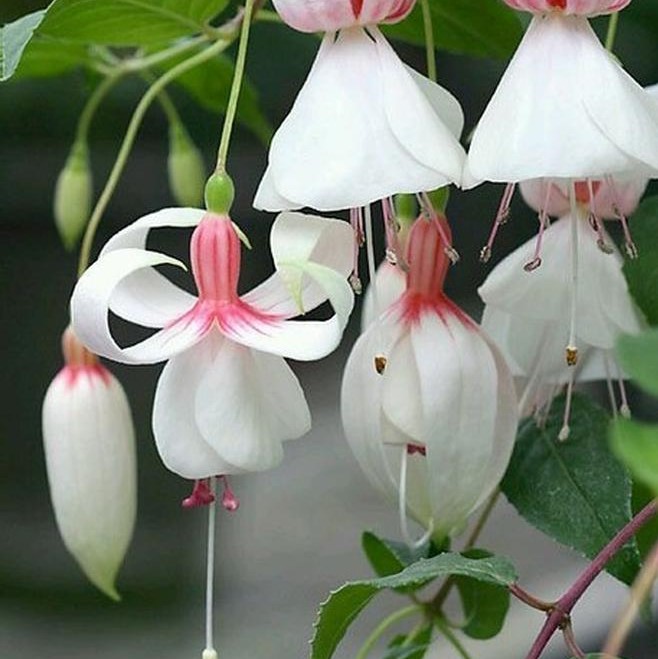 MultiVarieties Fuchsia Flower Seeds, 100pcs/pack GreenSeedGarden