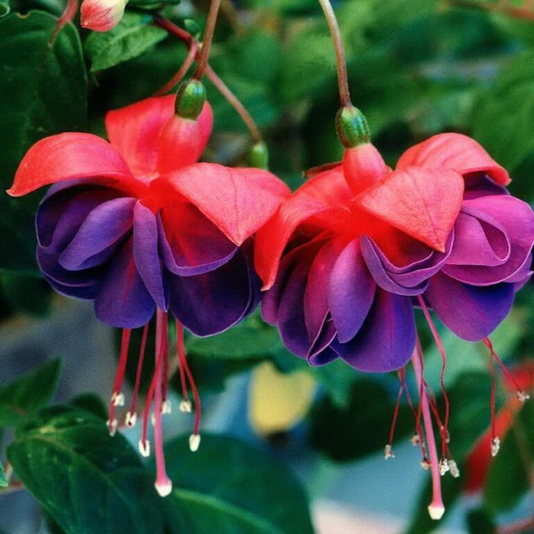 Mixed Fuchsia Flower Seeds, 100pcs/pack GreenSeedGarden