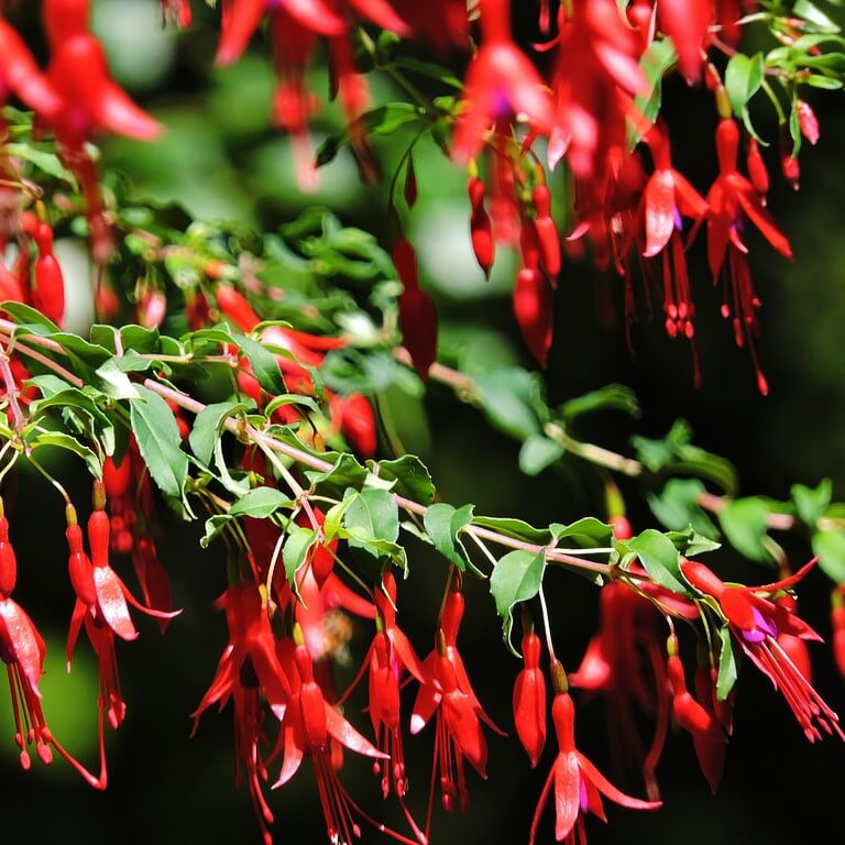 MultiVarieties Fuchsia Hybrida Seeds, 100pcs/pack GreenSeedGarden