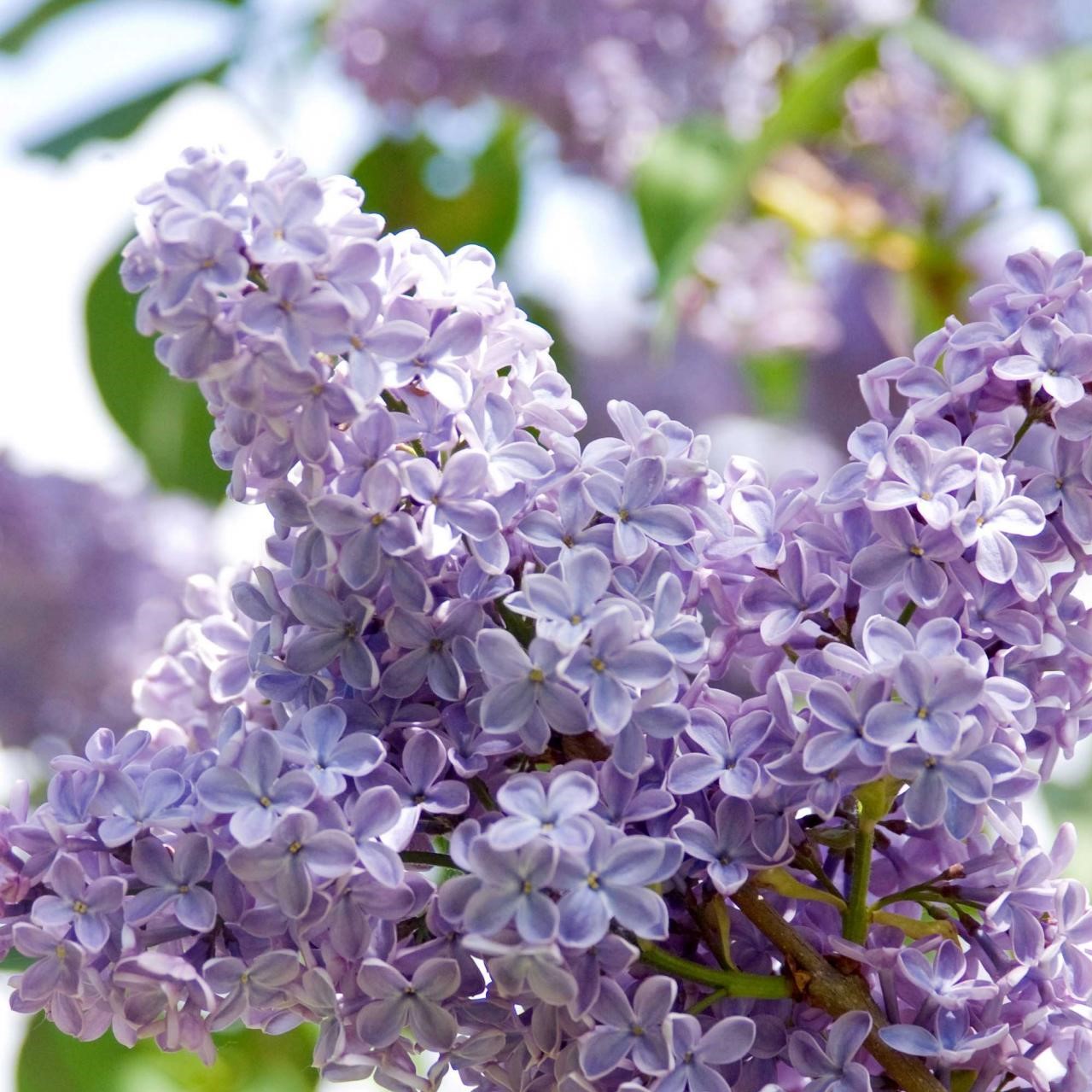 Colorful Lilac Seeds, 100 pcs/pack GreenSeedGarden