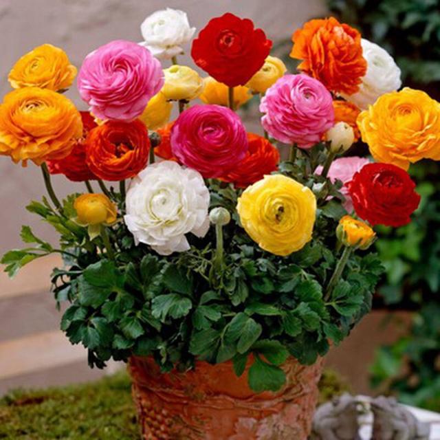MultiColor Ranunculus Asiaticus Flower Seeds, 100pcs/pack