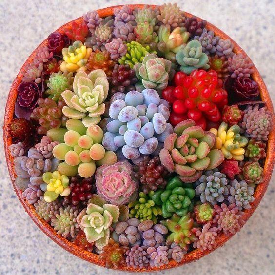 Rare Mixed Colorful Succulent Seeds, Graptopetalum Seeds