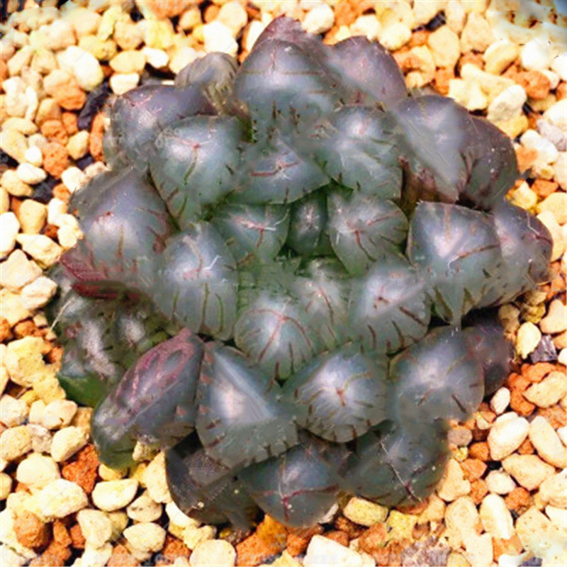 Rare Mixed Colorful Succulent Seeds, Graptopetalum Seeds