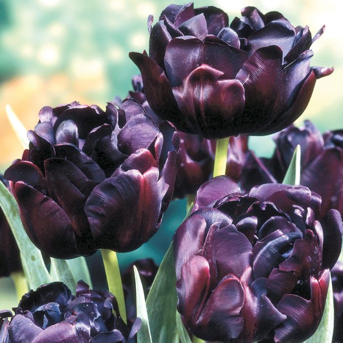 Tulip Flower Seeds, MultiColor Options, Rare Color 100pcs/pack