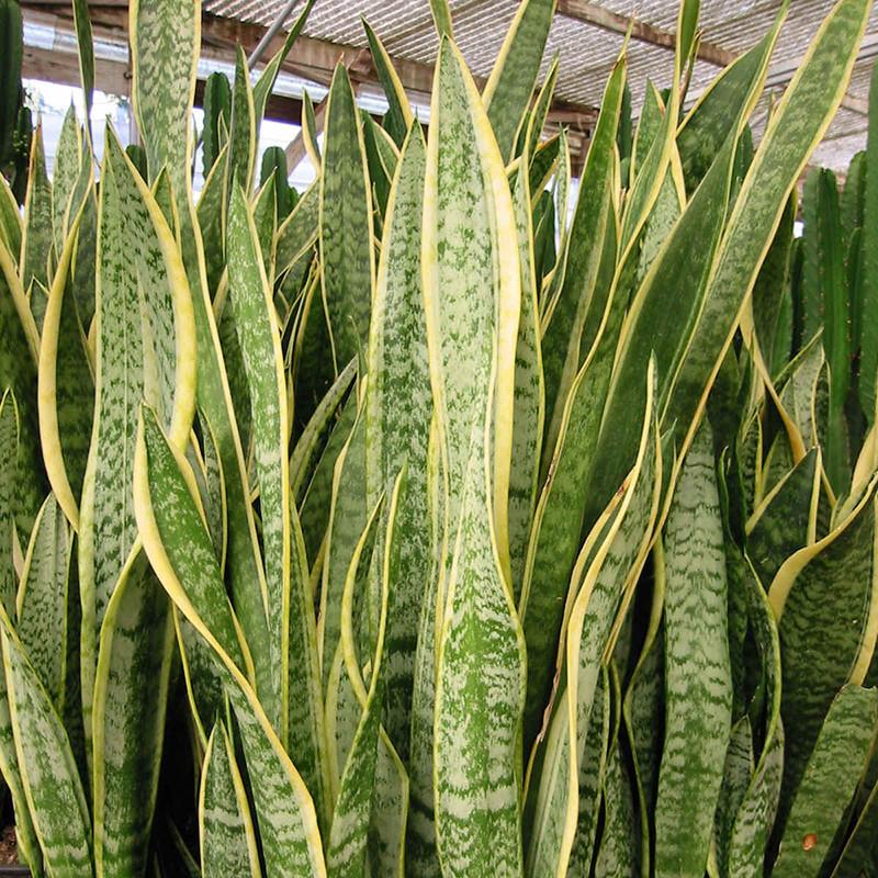 100pcs Snake Plant Seeds, Sansevieria trifasciata plants GreenSeedGarden