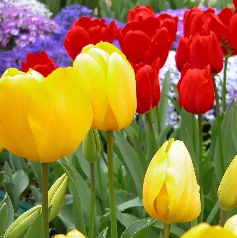 Mixed Tulip Seeds, 100pcs/pack GreenSeedGarden