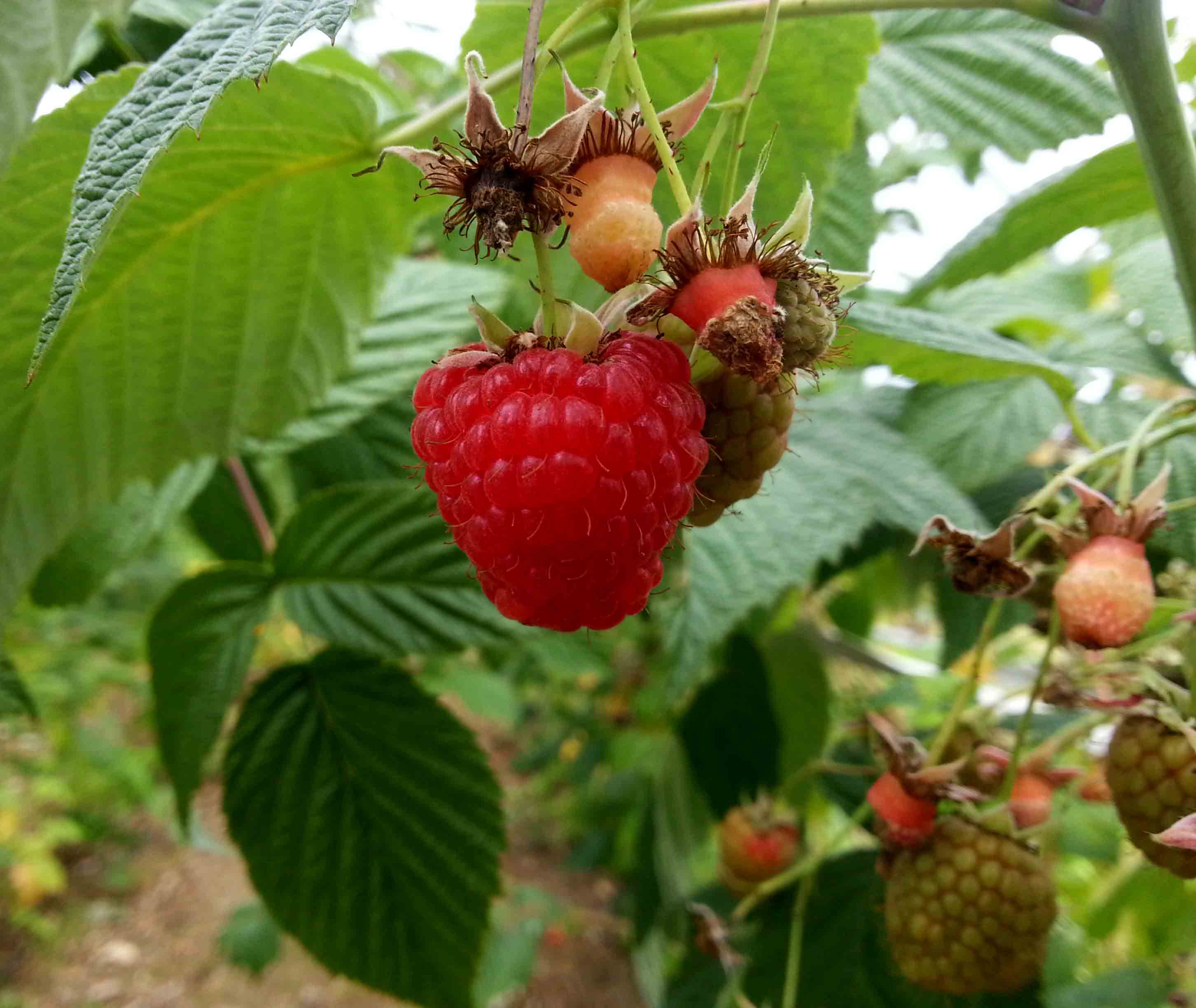 Malones Fruit Farm Raspberry Greenside Up