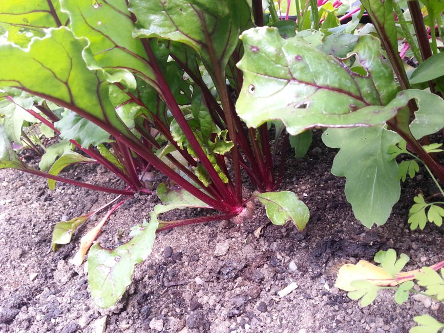 14 vegetables to grow in a small gardenGreenside Up