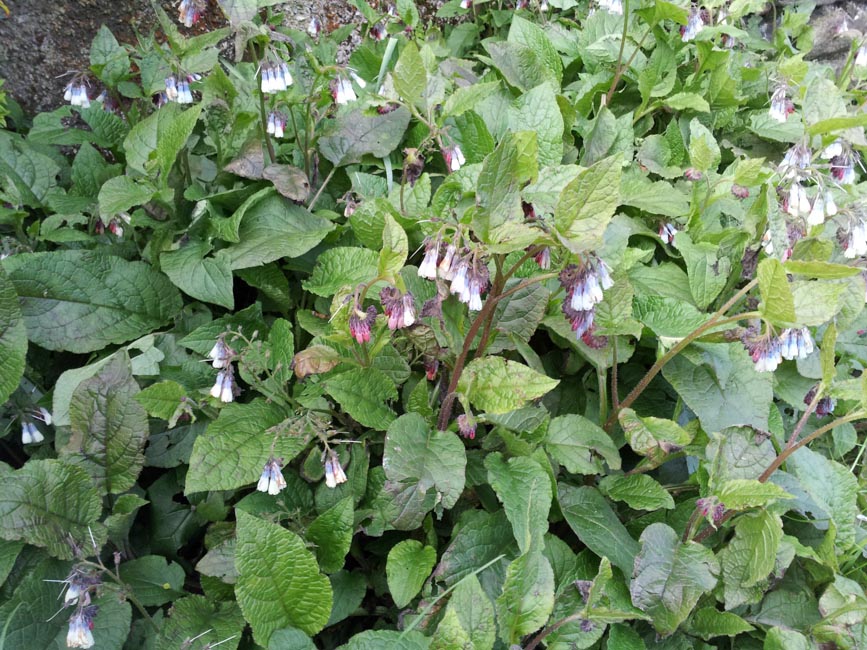 comfrey Greenside Up