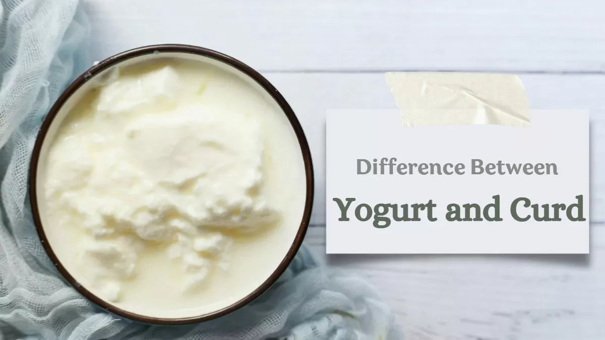 What Is The Difference Between Yogurt And Curd?/Greenstories