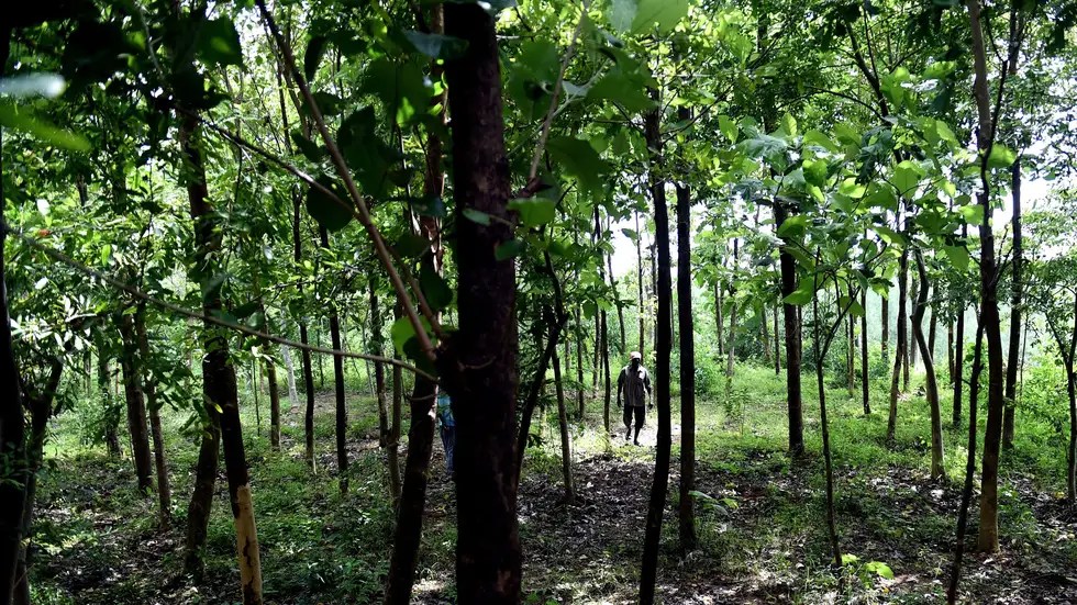 Climate Change Plants Grow Soak Excess Carbon Dioxide