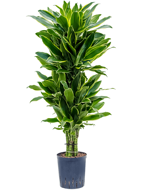 Dracaena fragrans Golden Coast Luwasa Greenstyling online