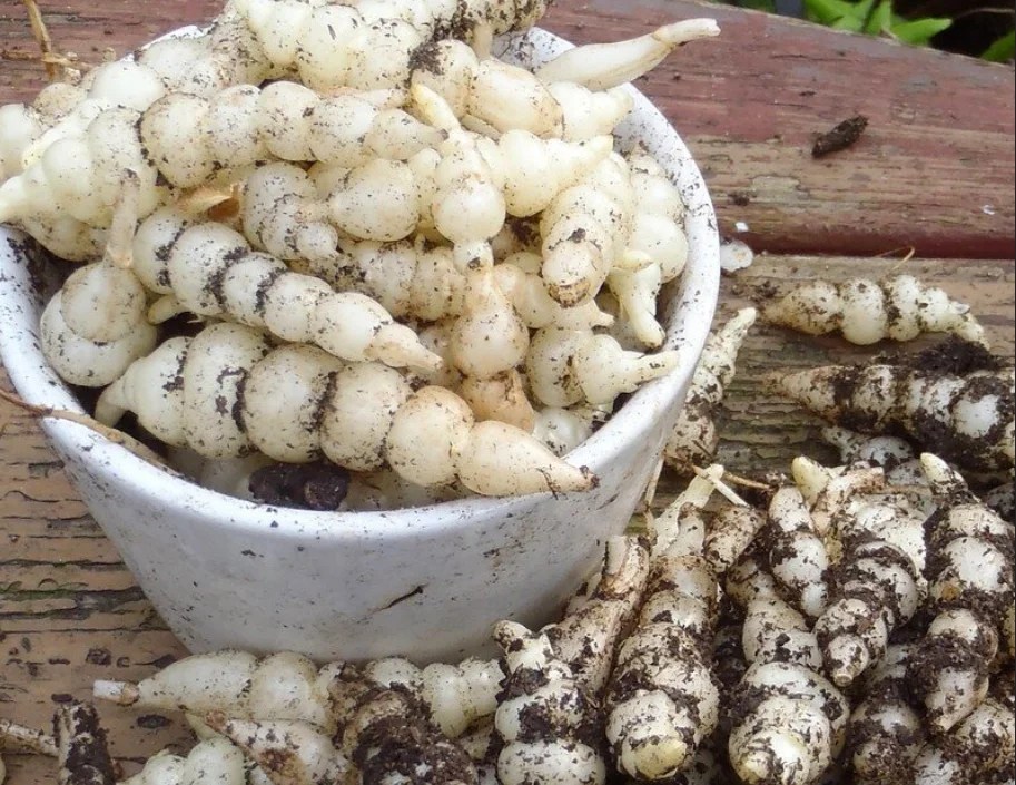 Benefits of Chinese Artichoke Green Suburb