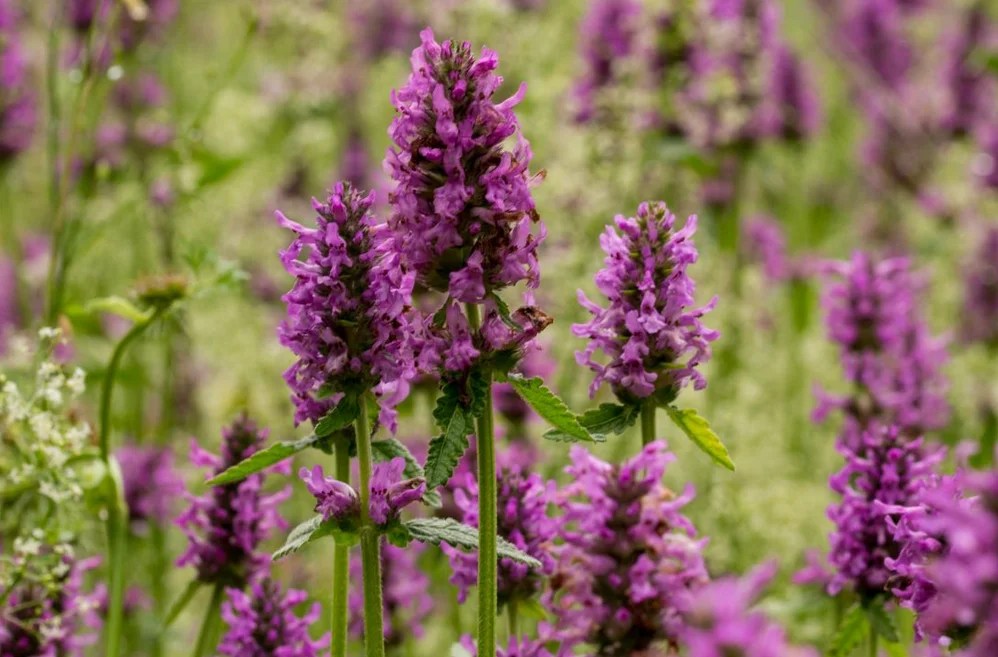 Benefits of Chinese Artichoke Green Suburb