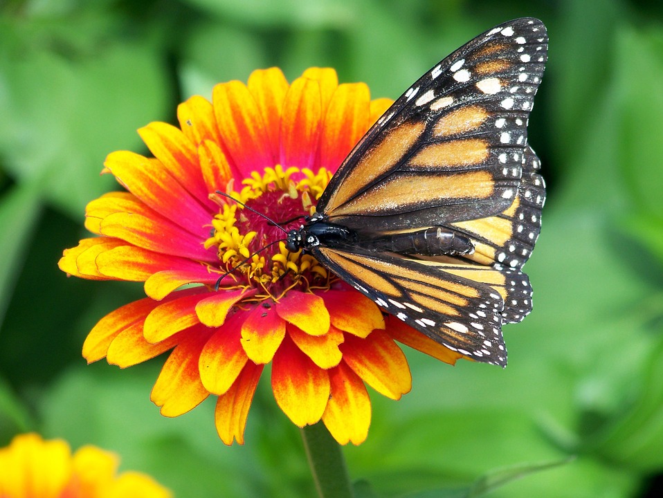 Build a Pollinator Garden? We Need Pollinators to Survive swrm