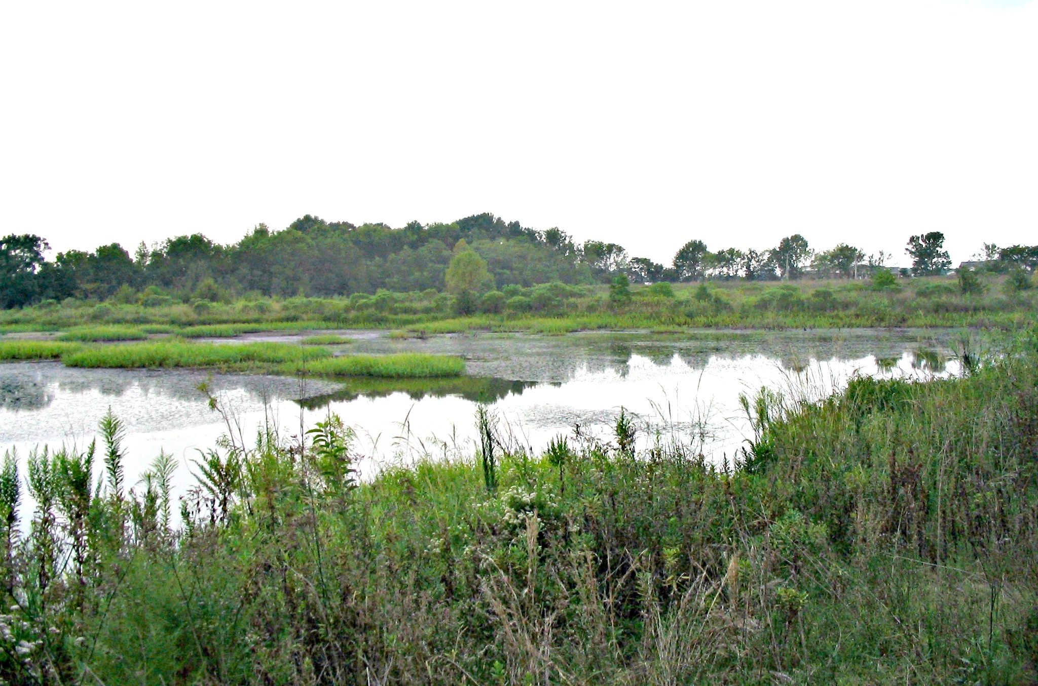 Forever Forests Land Conservation Strategies