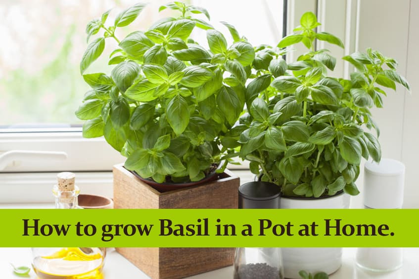 How to grow Basil in a Pot at Home and how to care for it.