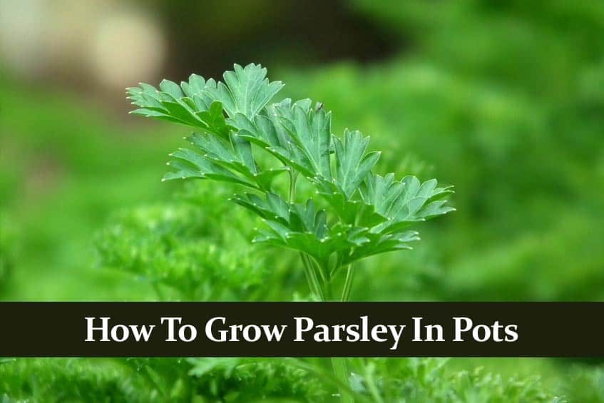 How to Grow Parsley Indoors in a Pot. What You Must Know!